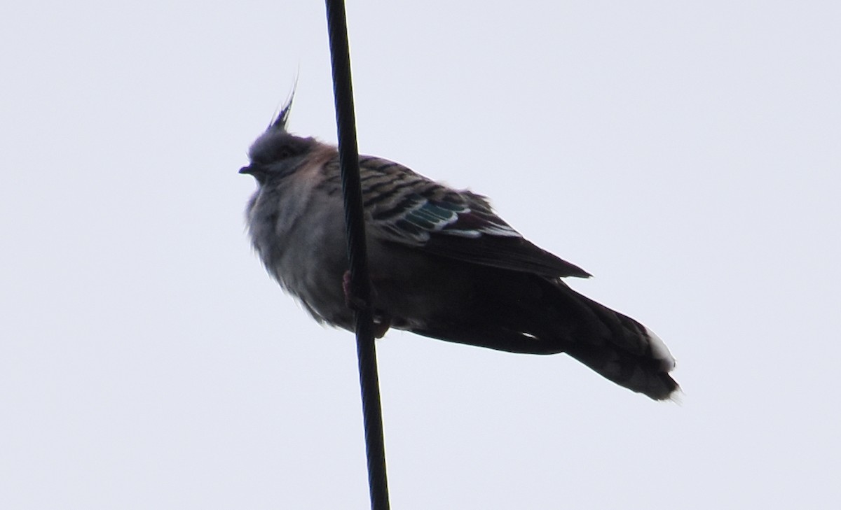 Crested Pigeon - ML67000561