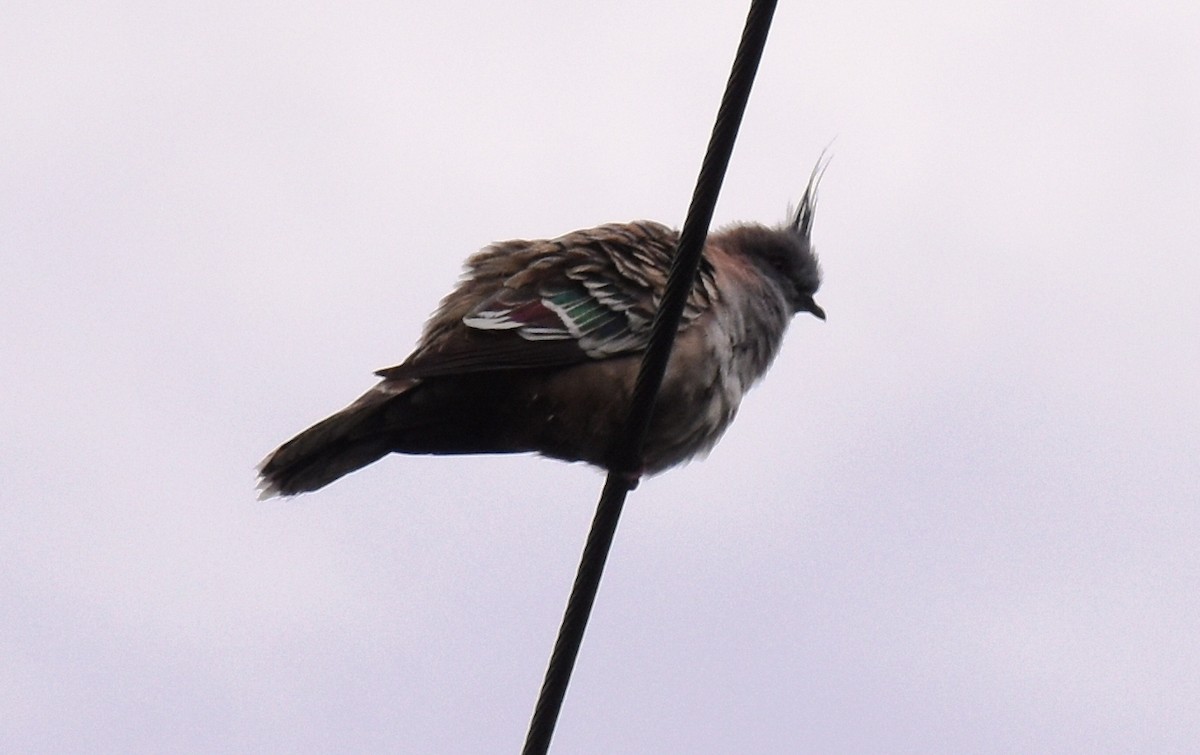 Crested Pigeon - ML67000571