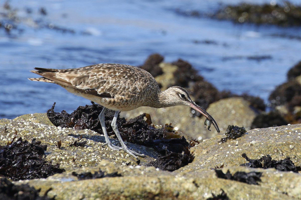 Whimbrel - Joan Tisdale