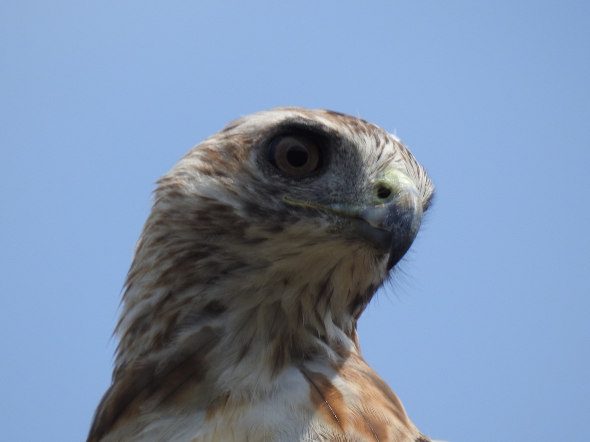 Red-tailed Hawk - ML67003111