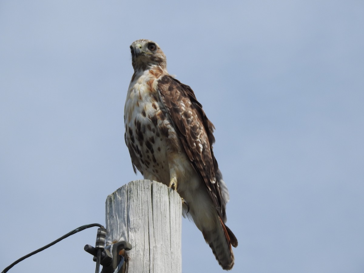Red-tailed Hawk - ML67003121