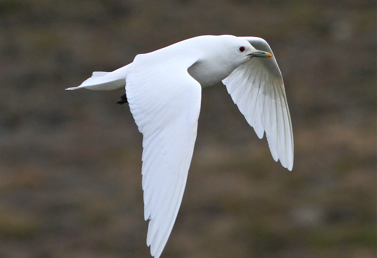 Ivory Gull - Don Roberson