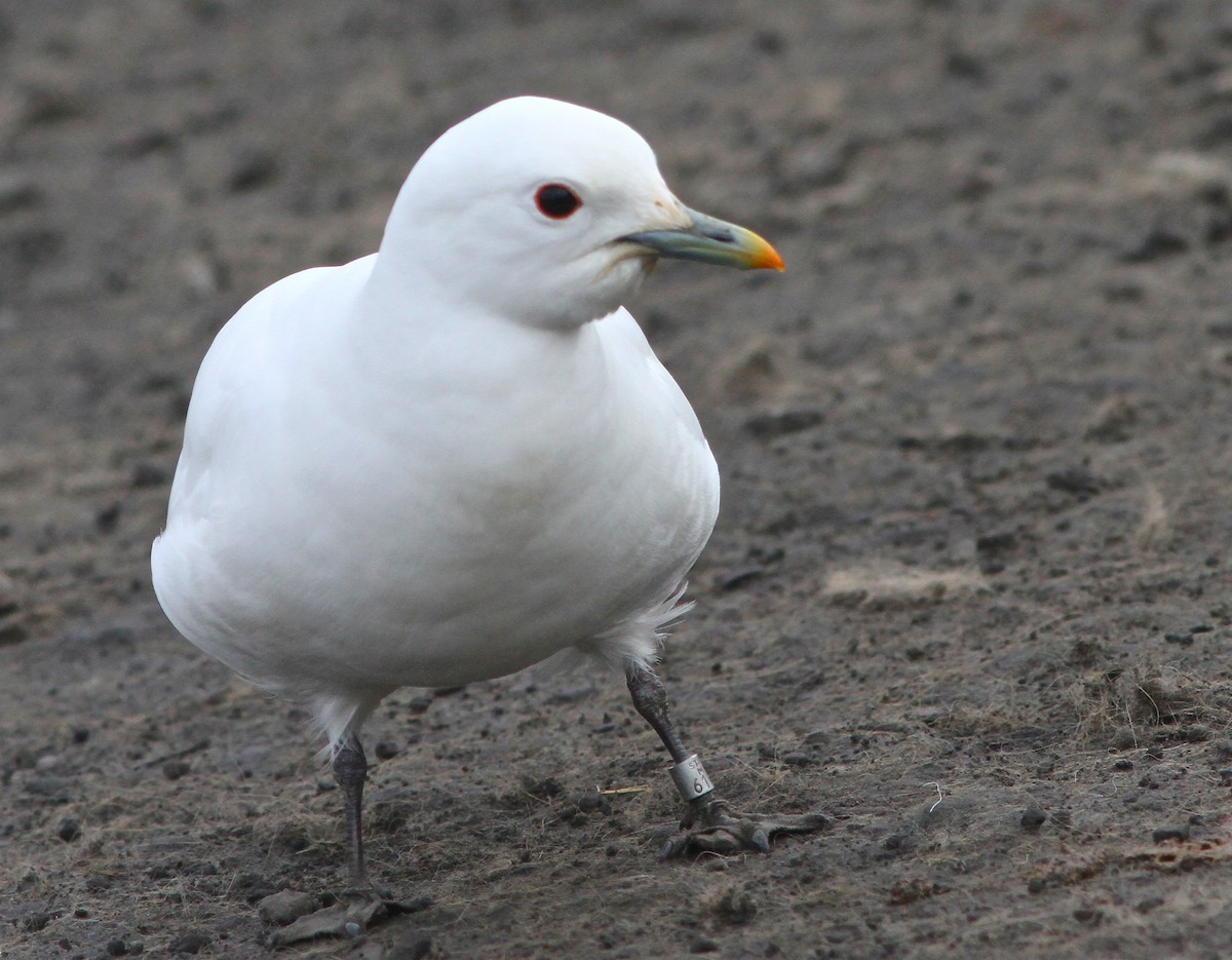 Ivory Gull - Don Roberson