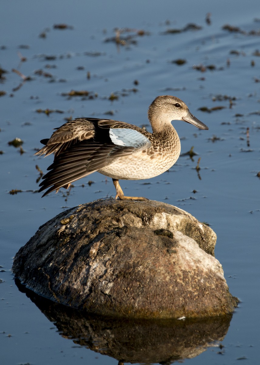 Blue-winged Teal - ML67005301