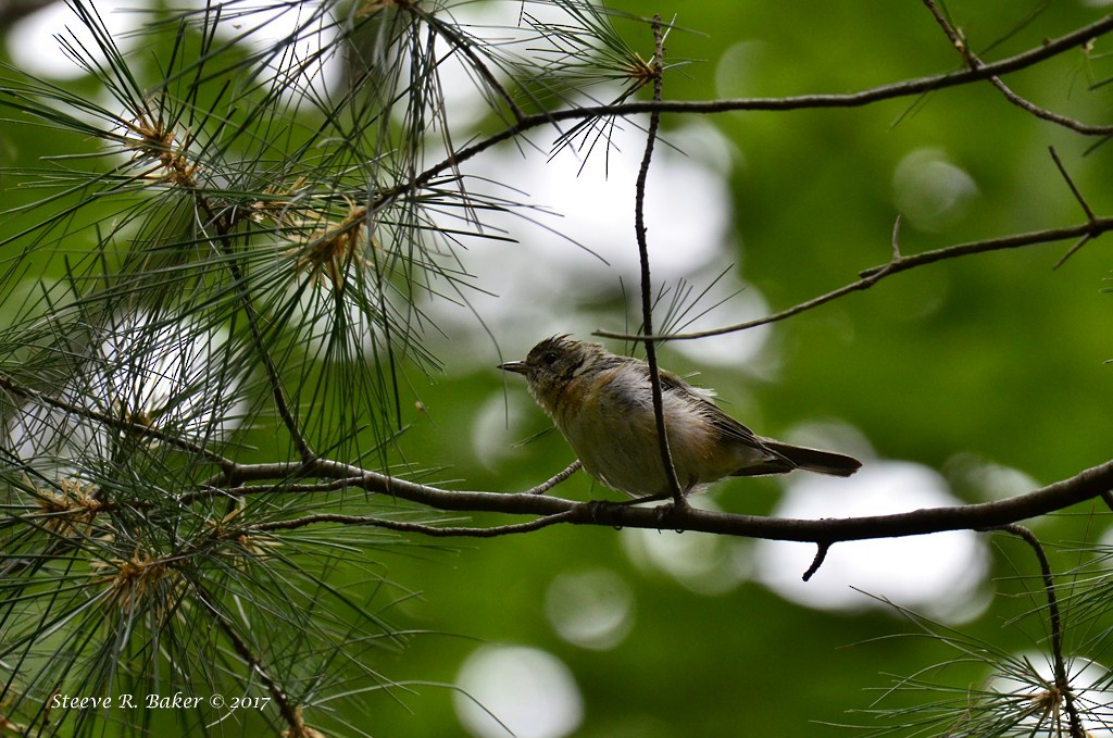Bay-breasted Warbler - Steeve R. Baker