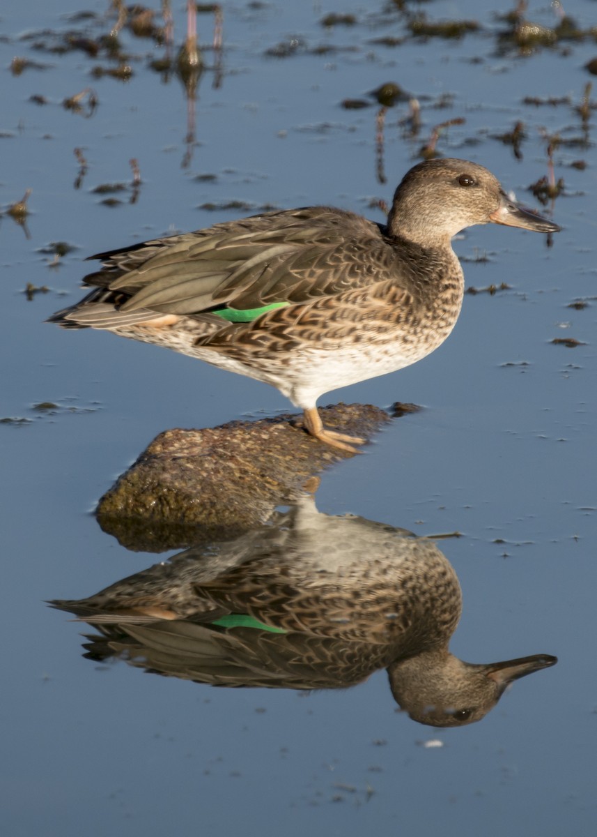 Green-winged Teal - ML67006791