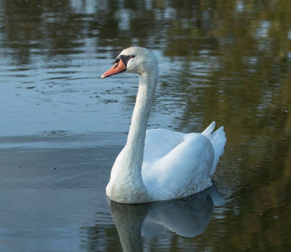 Mute Swan - Robert Bochenek