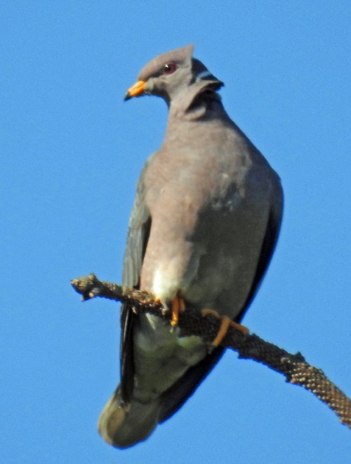 Pigeon à queue barrée - ML67008771