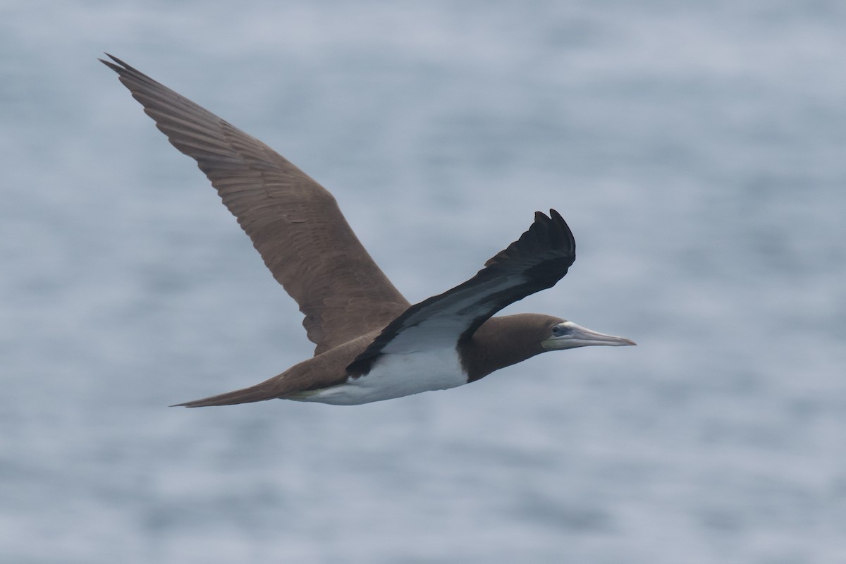 Brown Booby - ML67010451