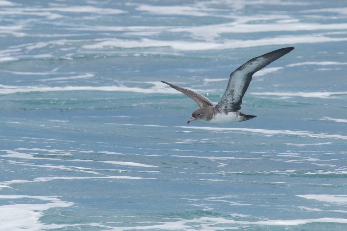 Pink-footed Shearwater - ML67011181