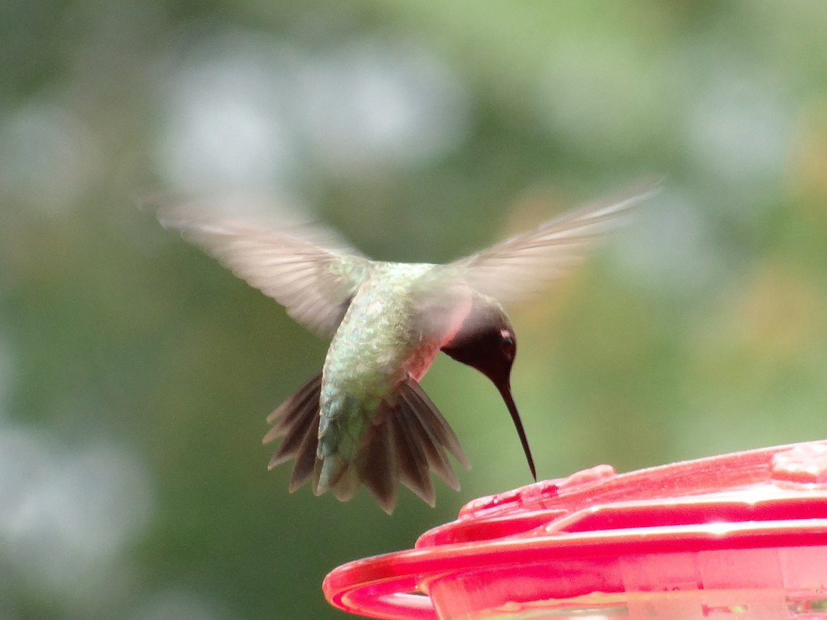 Black-chinned Hummingbird - Lisa Hug