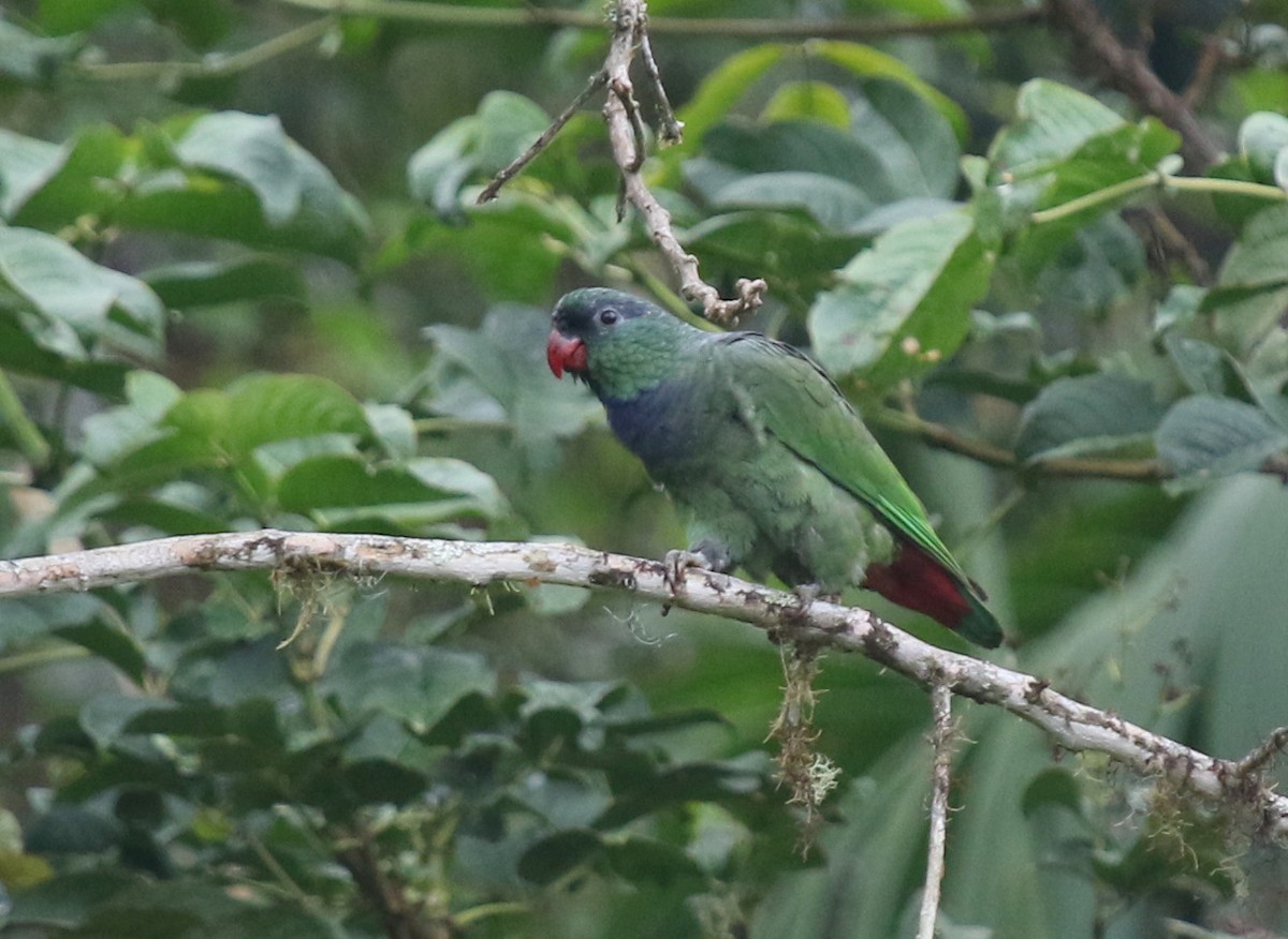 Папуга-червоногуз зеленоголовий - ML67012771