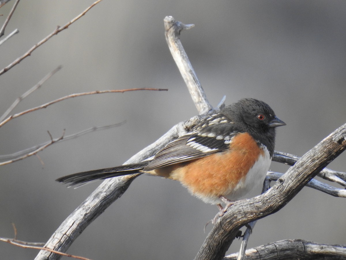 Spotted Towhee - ML67014291