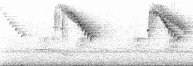 Troglodyte montagnard - ML67015
