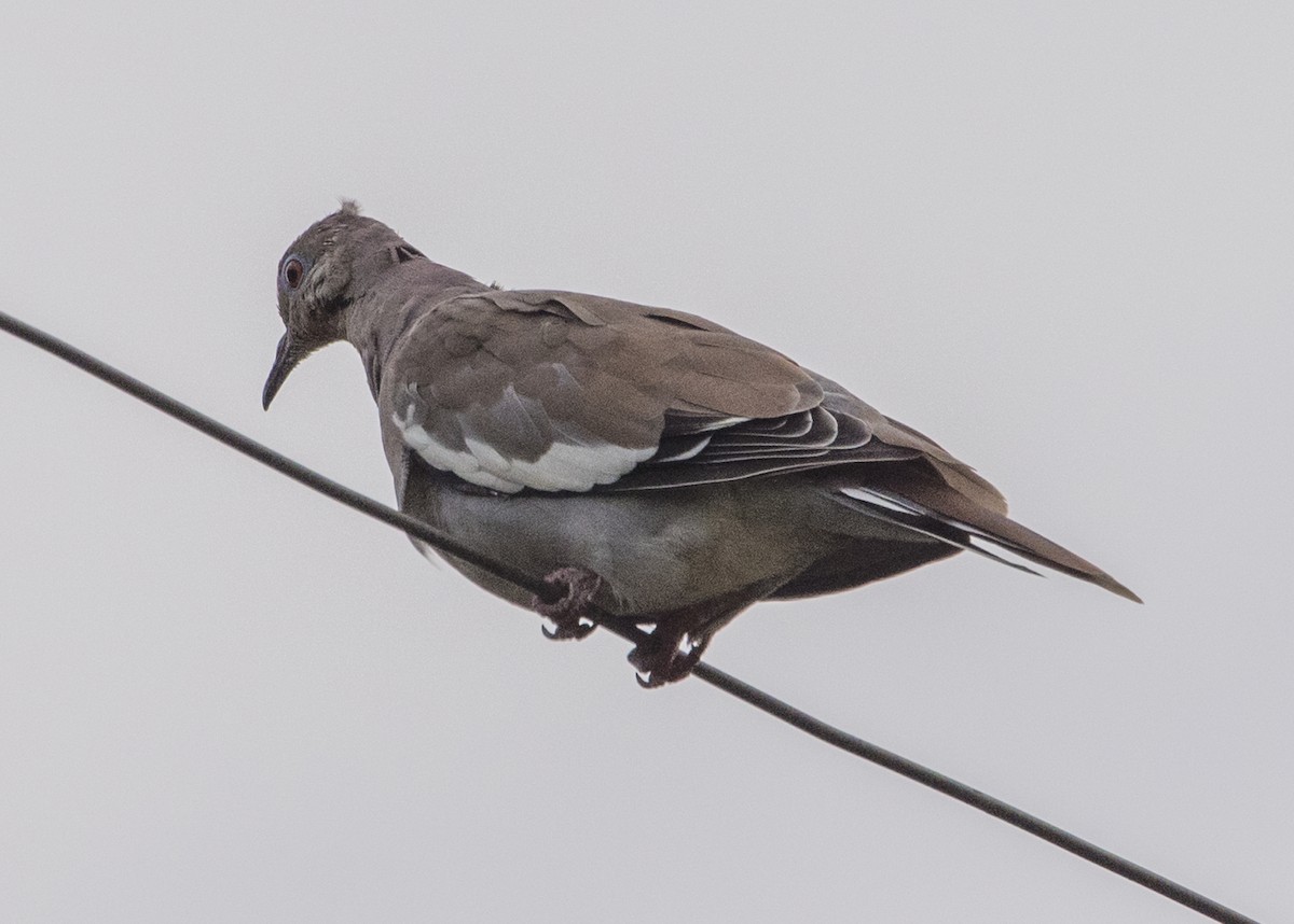 White-winged Dove - ML67016051