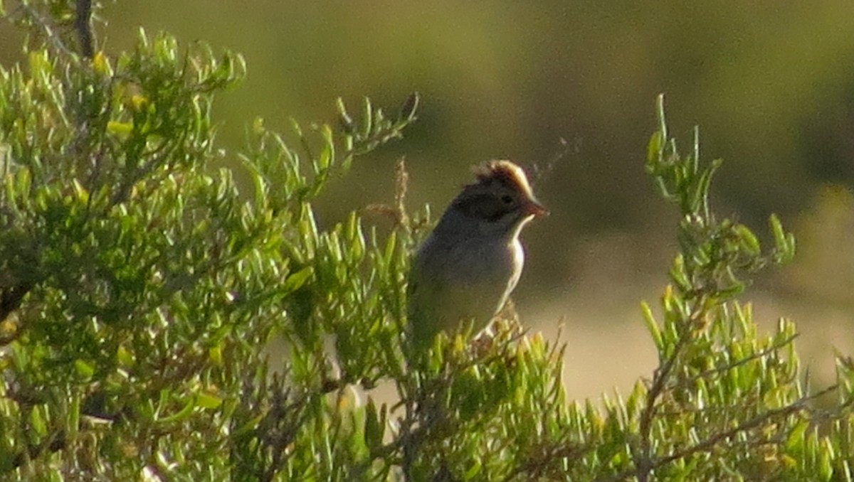 Clay-colored Sparrow - Bryant Olsen