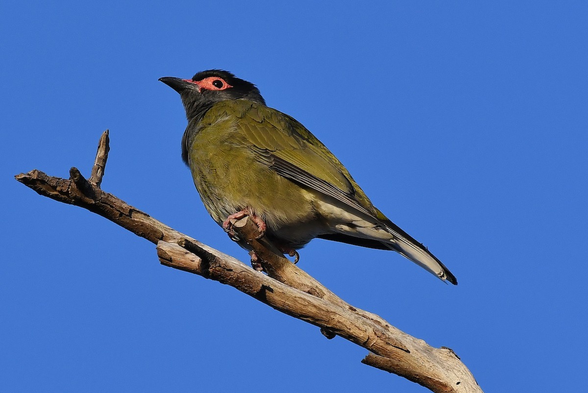 Australasian Figbird - Terence Alexander