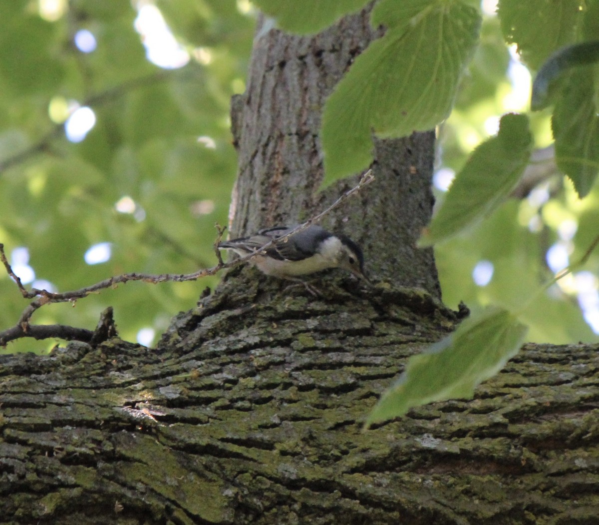 White-breasted Nuthatch (Eastern) - John Oliver