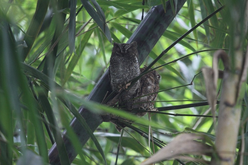 Sulawesi Scops-Owl - kensuke TANAKA
