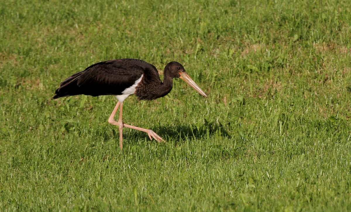 Black Stork - Patrick MONNEY