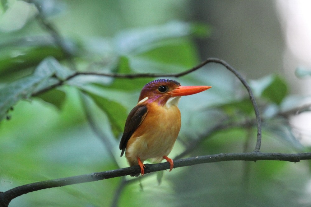 Sulawesi Dwarf-Kingfisher - kensuke TANAKA