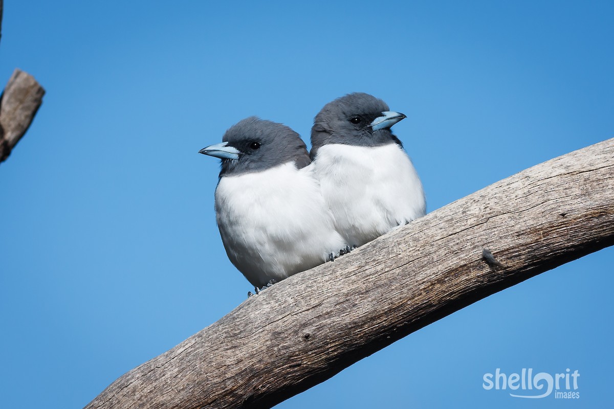 White-breasted Woodswallow - ML67027561
