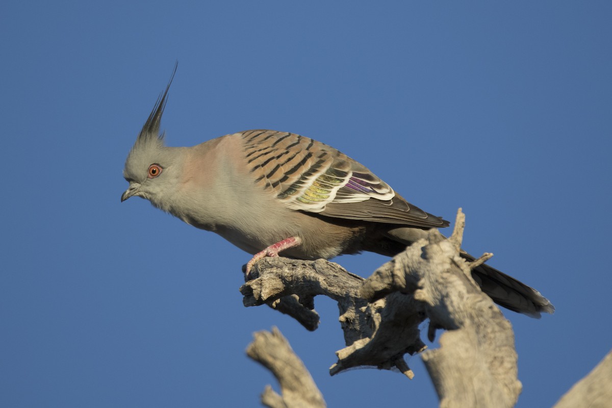 Crested Pigeon - John Cantwell