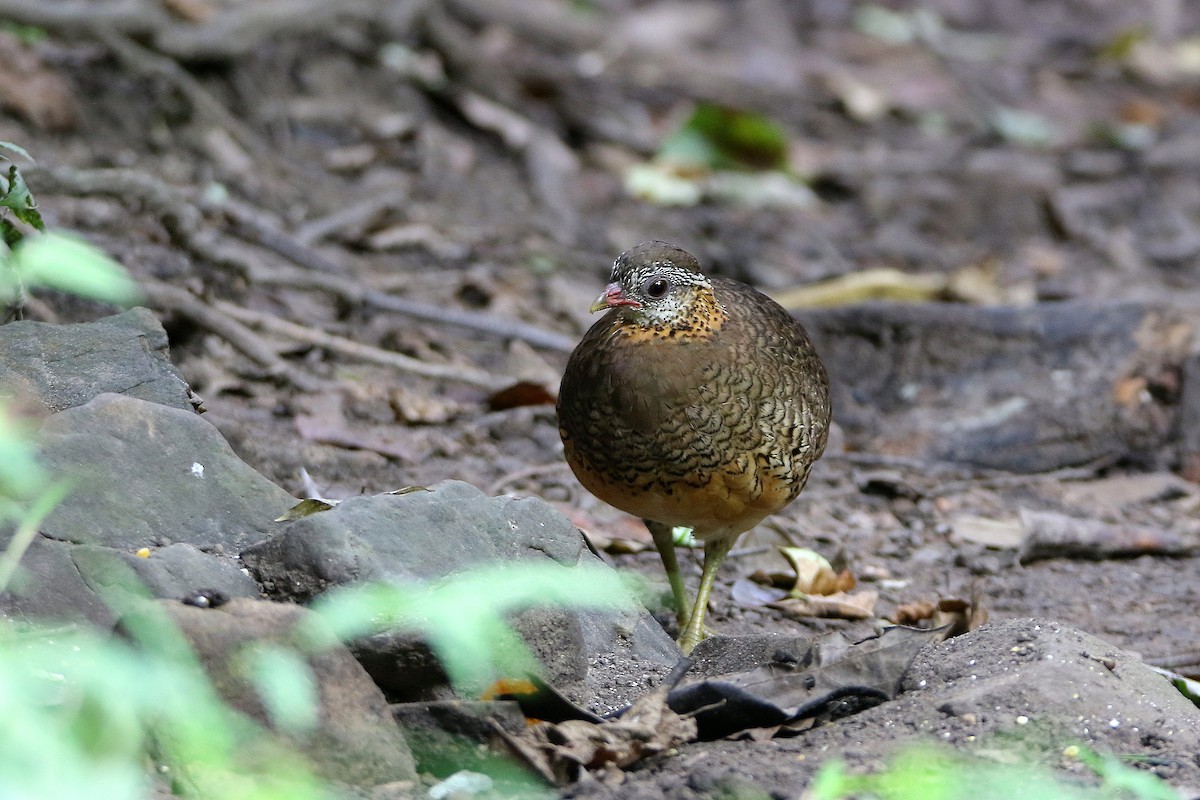 Scaly-breasted Partridge - ML67030051