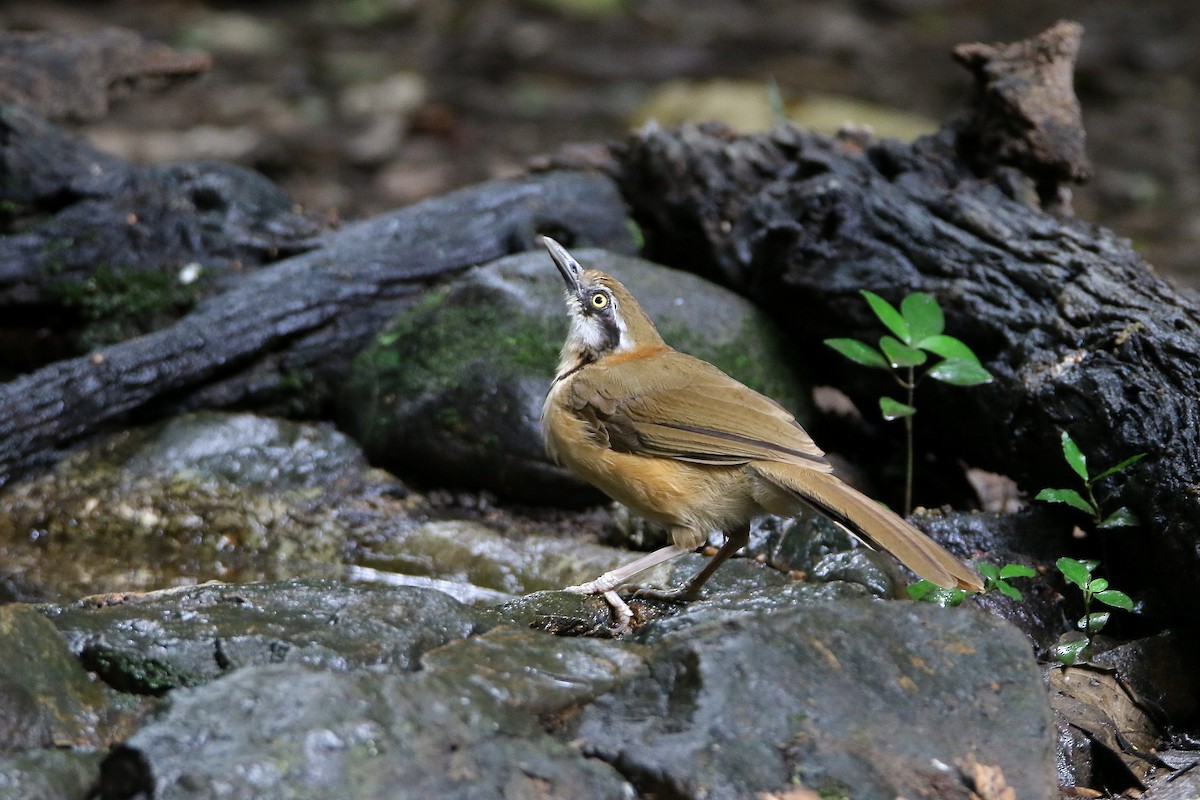 Lesser Necklaced Laughingthrush - ML67030541
