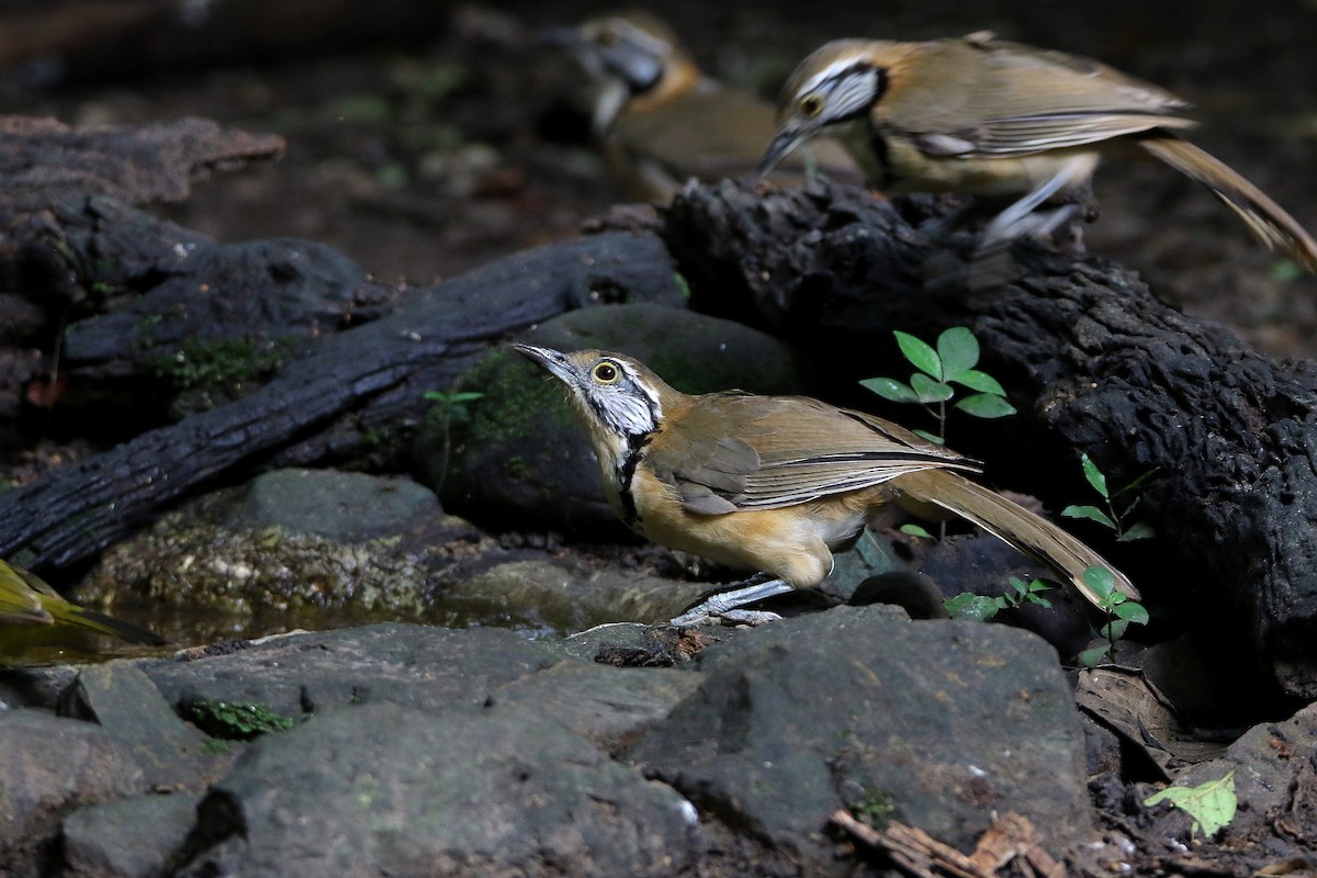 Greater Necklaced Laughingthrush - ML67030581
