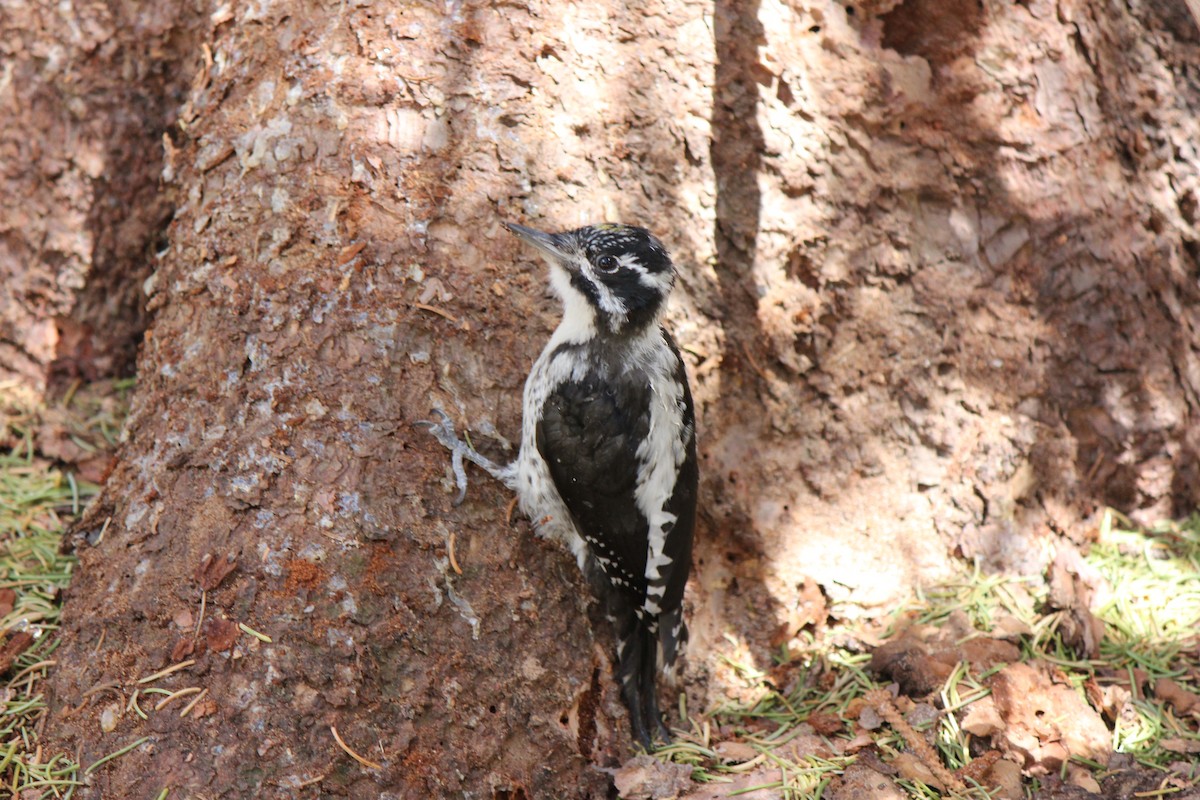American Three-toed Woodpecker (Rocky Mts.) - ML67031171