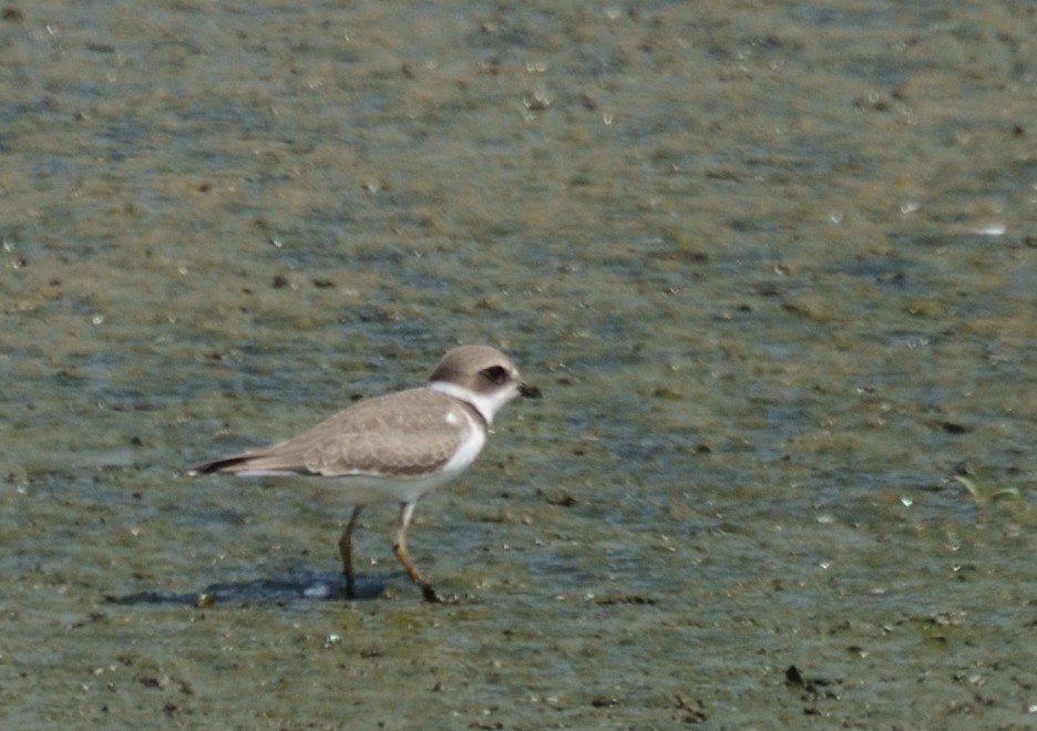 Semipalmated Plover - ML67031331