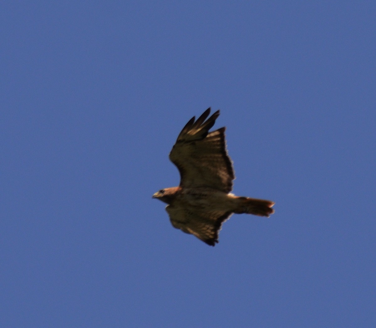 Red-tailed Hawk (borealis) - ML67031351