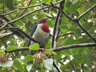  - Flame-breasted Fruit-Dove