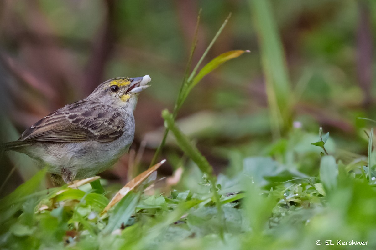 Yellow-browed Sparrow - ML67033241