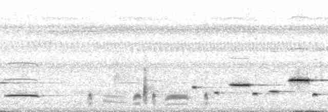 Troglodyte arada (arada) - ML67034