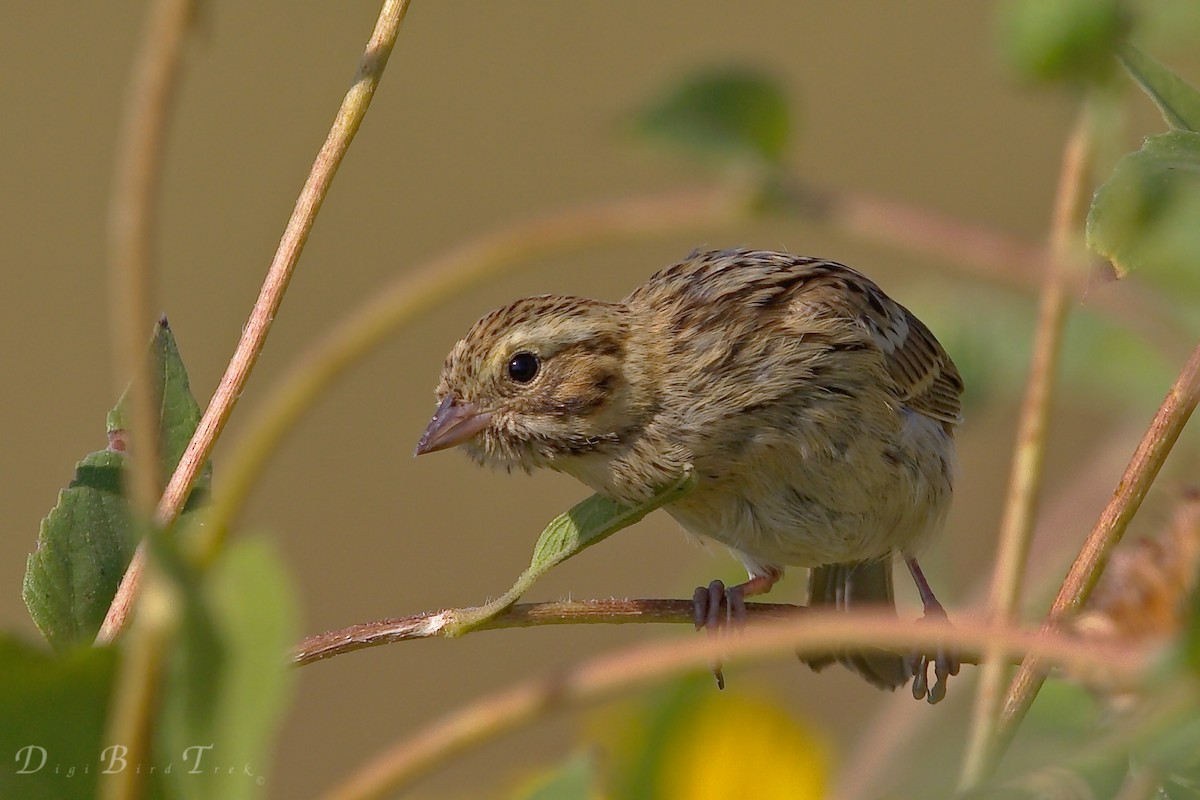 Passerellidae sp. (sparrow sp.) - ML67034291