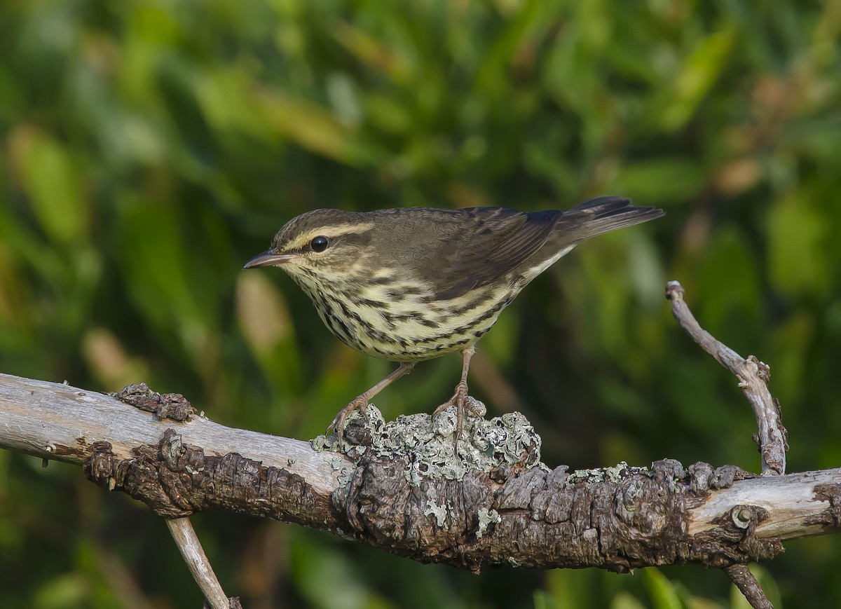 Northern Waterthrush - Ronnie d'Entremont