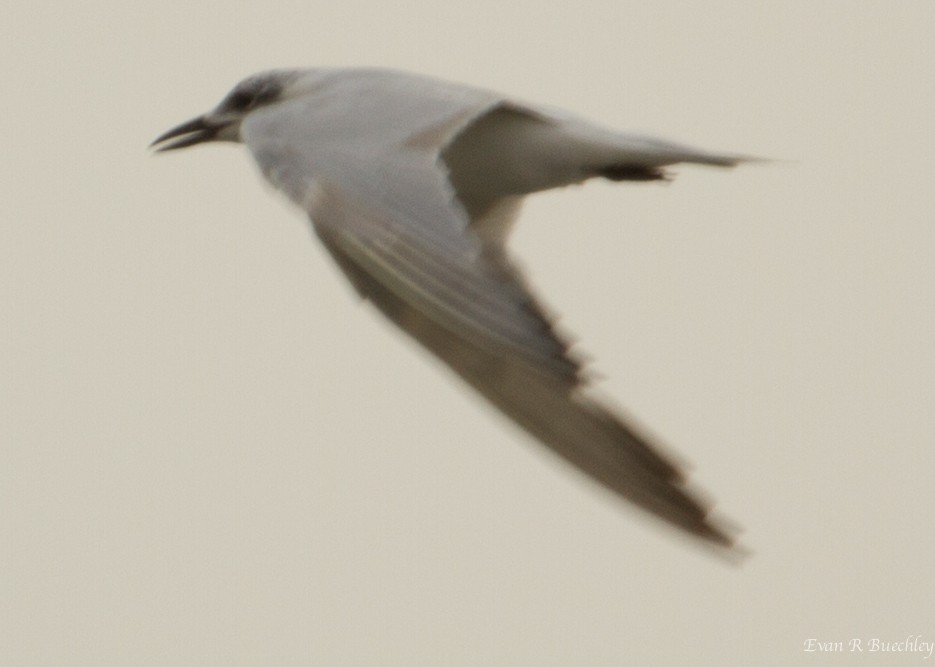 Gull-billed Tern - ML67035041