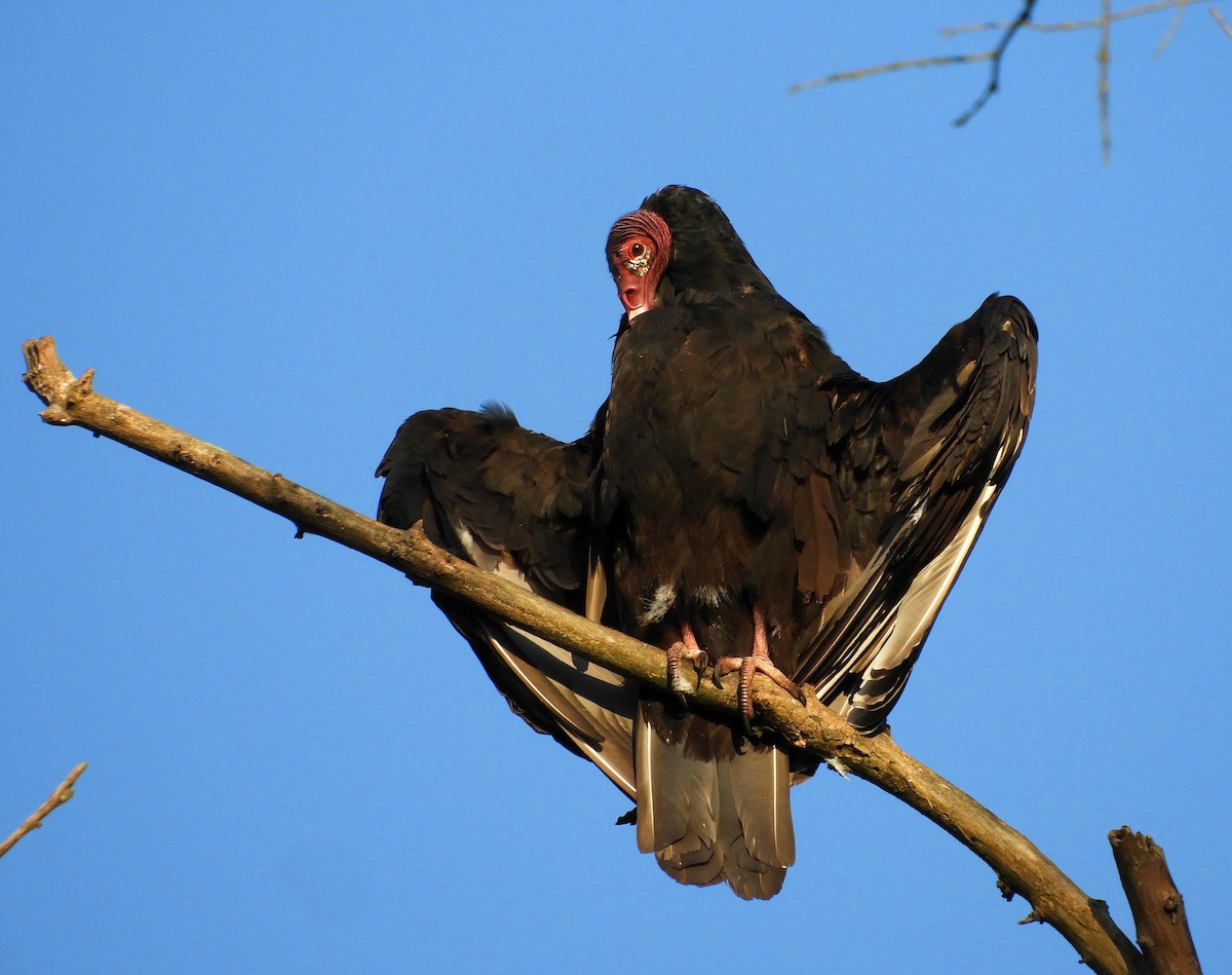 Turkey Vulture - ML67035841