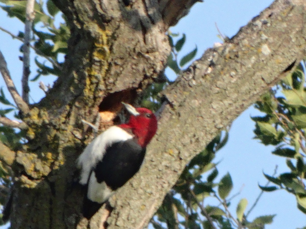 Red-headed Woodpecker - Brian Johnson