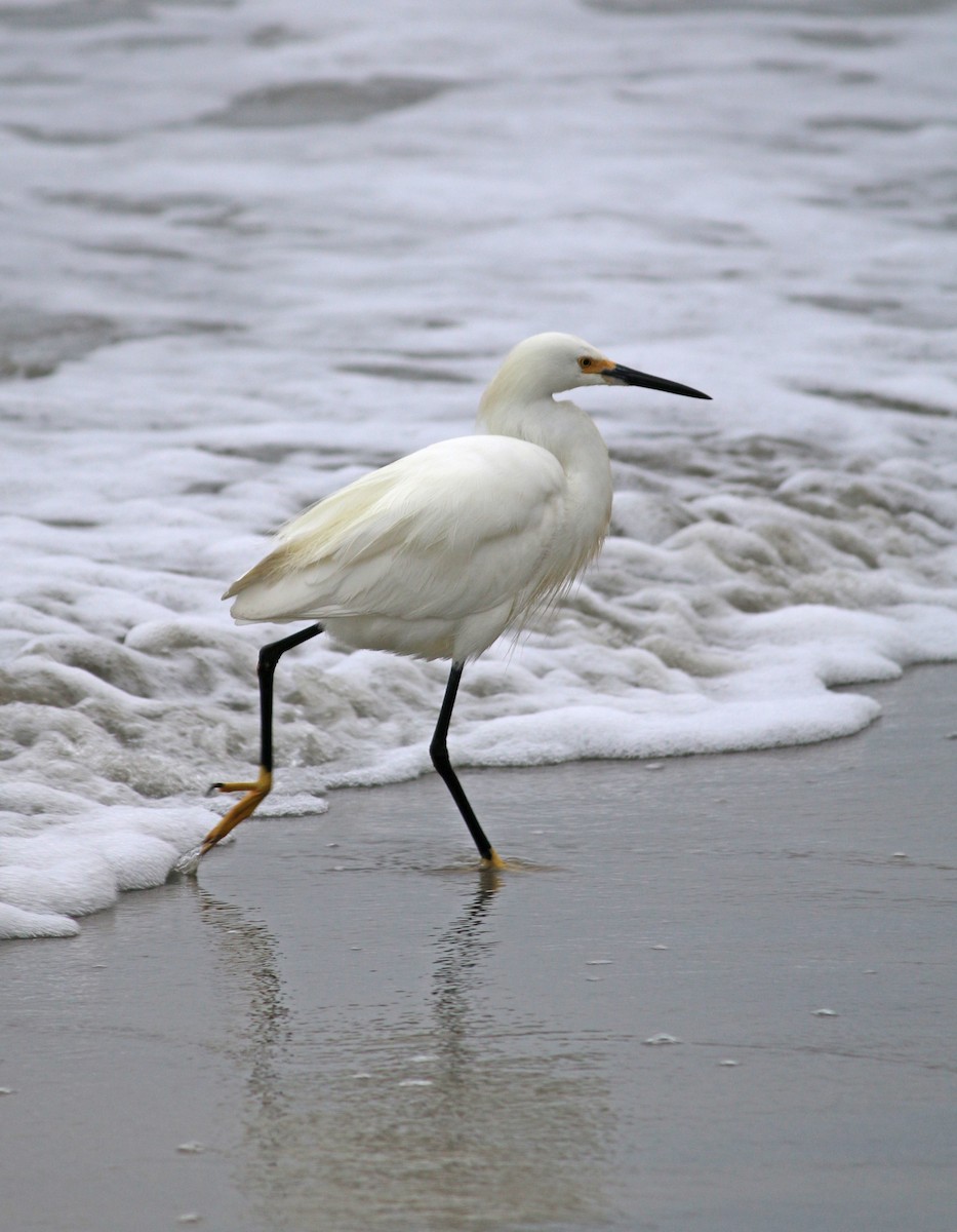 Snowy Egret - Andrew S. Aldrich
