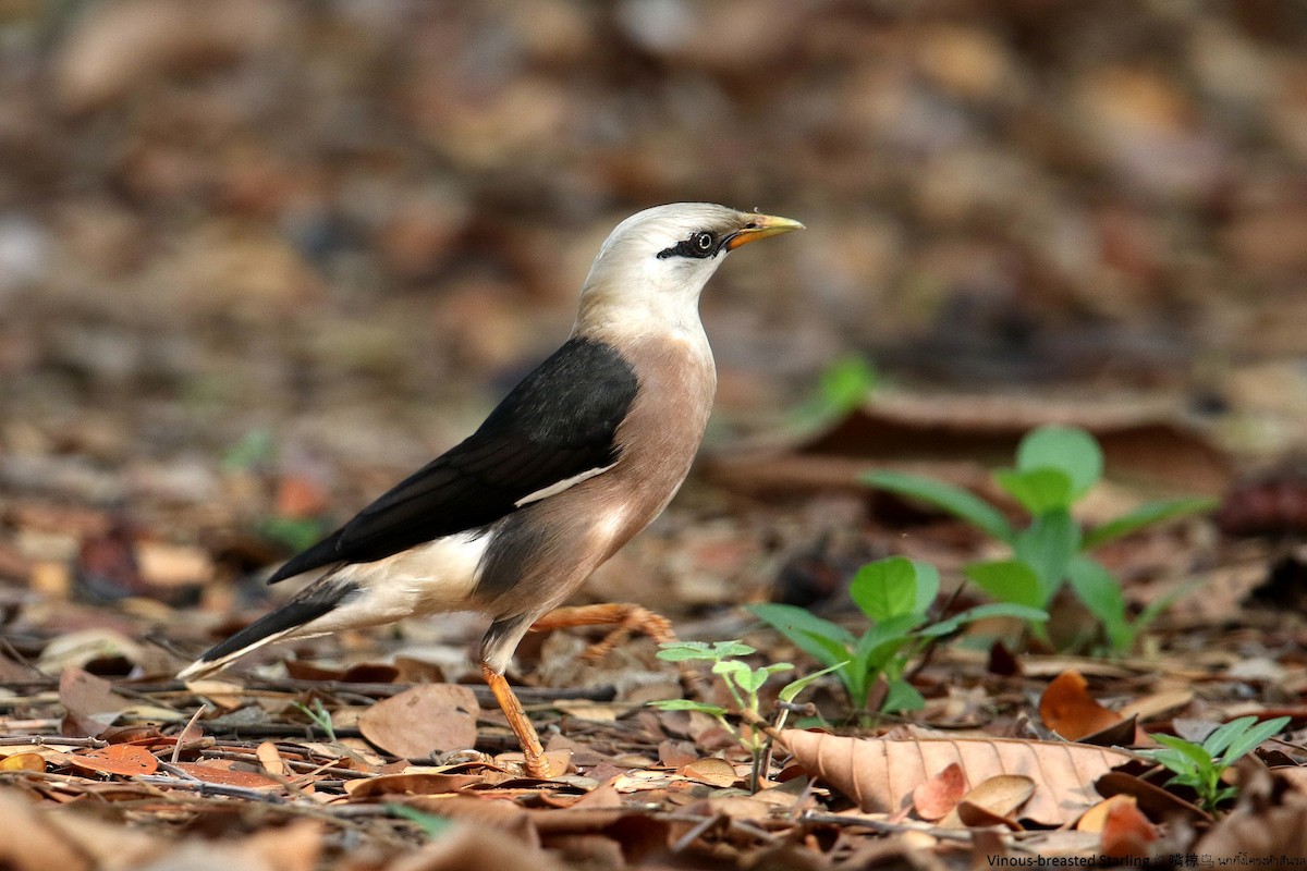 Vinous-breasted Myna - BC Heng