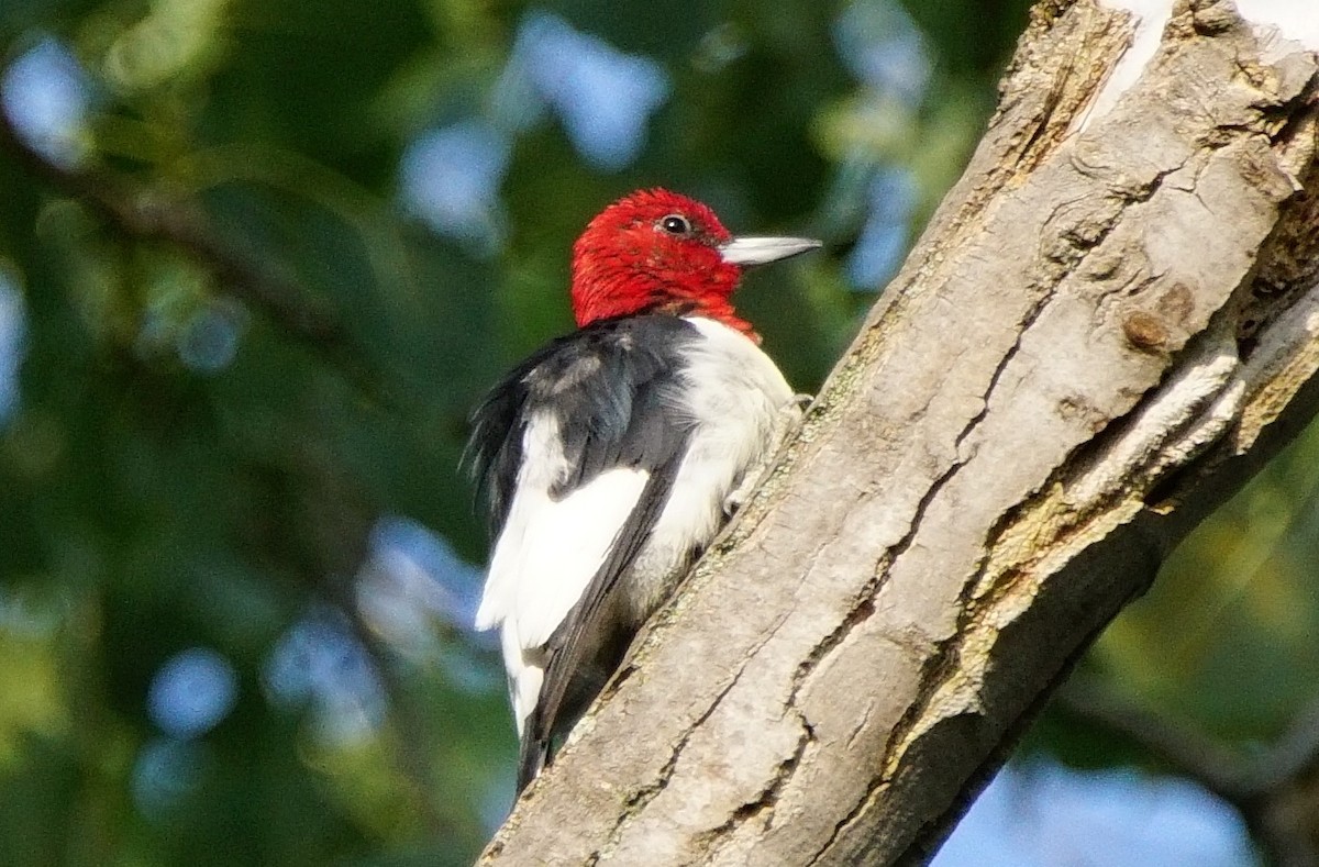 Red-headed Woodpecker - ML67043871