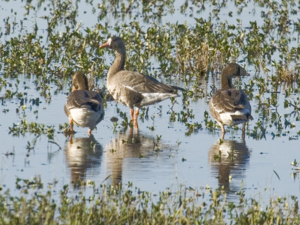 Greater White-fronted Goose - Geoff Hill
