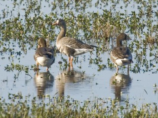 Greater White-fronted Goose, ML67047631
