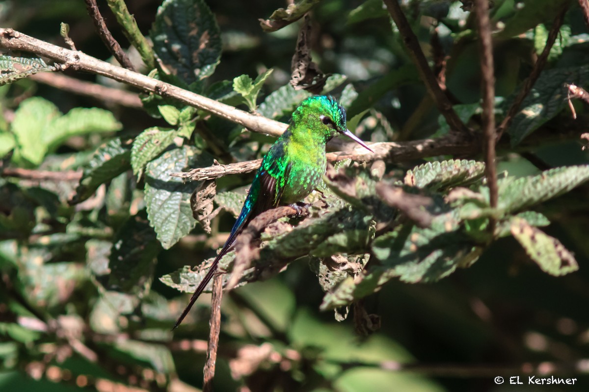Long-tailed Sylph - ML67049261