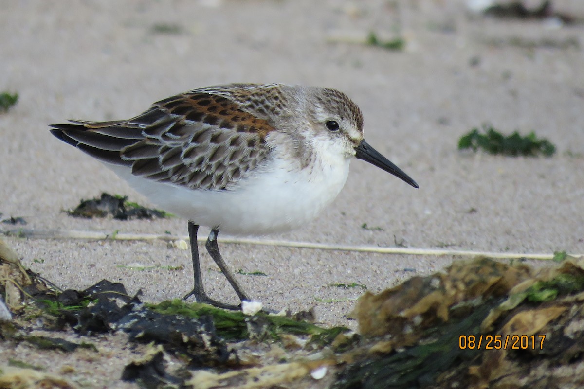 Western Sandpiper - Paul Wolter