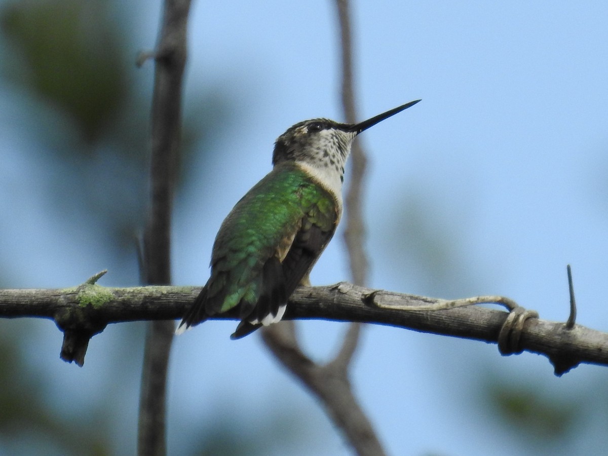 Ruby-throated Hummingbird - Paul Waton