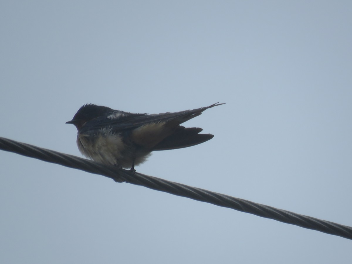 Barn Swallow - Robert Winter